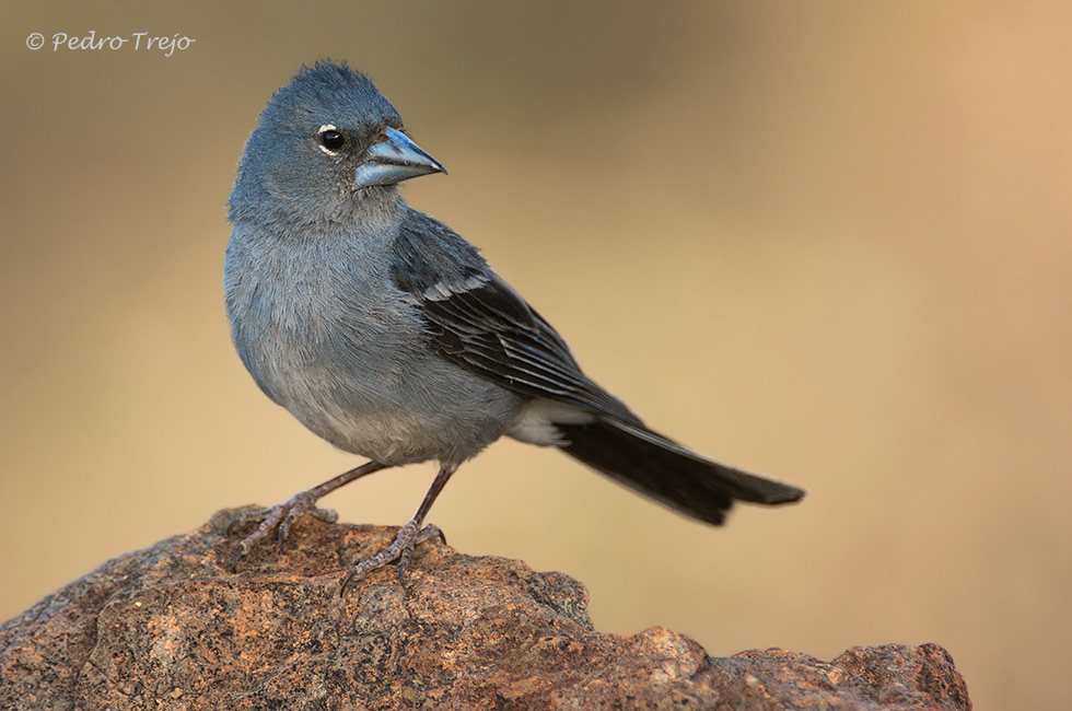 Pinzon azul (Fringilla teydea)